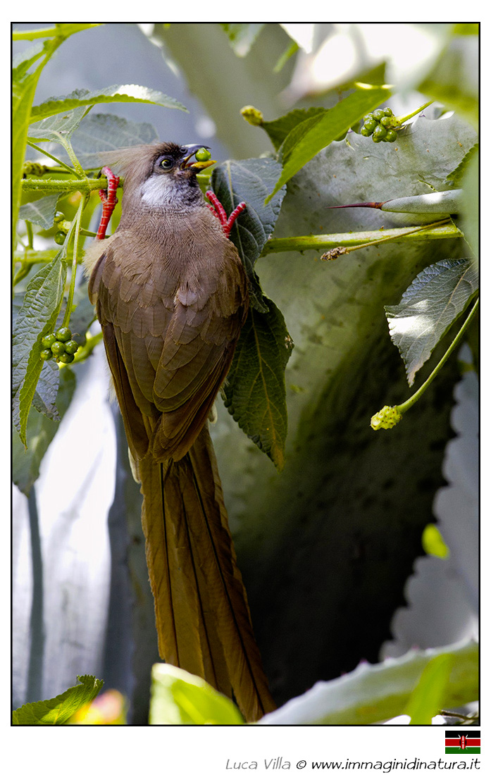 Uccello topo macchiettato - Colius striatus